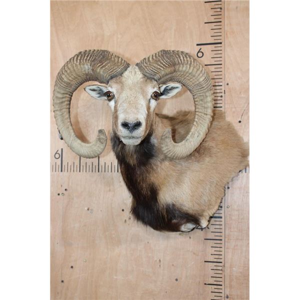 Big ARMENIAN MOUFLON Ram Wall Pedestal Mount
