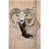 Image 1 : Big ARMENIAN MOUFLON Ram Wall Pedestal Mount