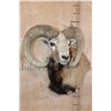 Image 2 : Big ARMENIAN MOUFLON Ram Wall Pedestal Mount