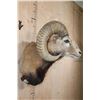 Image 3 : Big ARMENIAN MOUFLON Ram Wall Pedestal Mount