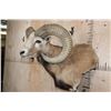 Image 4 : Big ARMENIAN MOUFLON Ram Wall Pedestal Mount