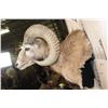 Image 5 : Big ARMENIAN MOUFLON Ram Wall Pedestal Mount