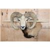 Image 6 : Big ARMENIAN MOUFLON Ram Wall Pedestal Mount