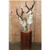 Image 1 : Double PRONGHORN Pedestal Mount