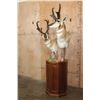 Image 2 : Double PRONGHORN Pedestal Mount