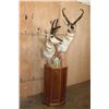 Image 3 : Double PRONGHORN Pedestal Mount