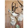 Image 4 : Double PRONGHORN Pedestal Mount