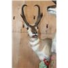 Image 5 : Double PRONGHORN Pedestal Mount