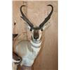Image 6 : Double PRONGHORN Pedestal Mount