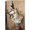 Image 7 : Double PRONGHORN Pedestal Mount
