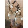 Image 9 : Double PRONGHORN Pedestal Mount