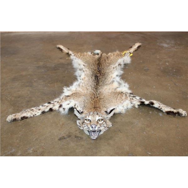 BOBCAT Hide or BOBCAT RUG with its Mounted Head