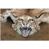 Image 2 : BOBCAT Hide or BOBCAT RUG with its Mounted Head
