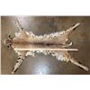 Image 3 : BOBCAT Hide or BOBCAT RUG with its Mounted Head