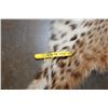 Image 4 : BOBCAT Hide or BOBCAT RUG with its Mounted Head