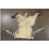Image 5 : BOBCAT Hide or BOBCAT RUG with its Mounted Head