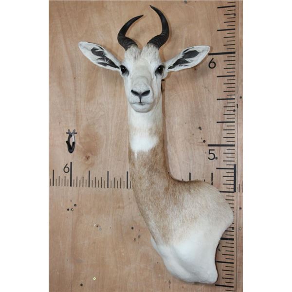 *TEXAS RESIDENTS ONLY* DAMA GAZELLE Wall Pedestal