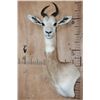 Image 1 : *TEXAS RESIDENTS ONLY* DAMA GAZELLE Wall Pedestal