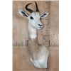 Image 2 : *TEXAS RESIDENTS ONLY* DAMA GAZELLE Wall Pedestal