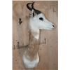 Image 3 : *TEXAS RESIDENTS ONLY* DAMA GAZELLE Wall Pedestal