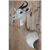 Image 4 : *TEXAS RESIDENTS ONLY* DAMA GAZELLE Wall Pedestal