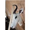 Image 5 : *TEXAS RESIDENTS ONLY* DAMA GAZELLE Wall Pedestal