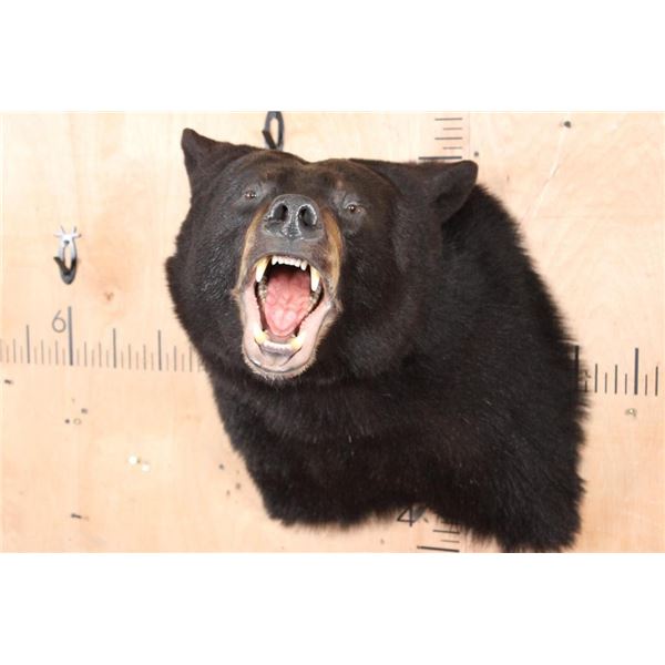 "Roaring" BLACK BEAR Shoulder Mount