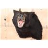 Image 1 : "Roaring" BLACK BEAR Shoulder Mount
