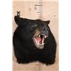 Image 2 : "Roaring" BLACK BEAR Shoulder Mount