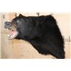 Image 4 : "Roaring" BLACK BEAR Shoulder Mount