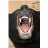 Image 5 : "Roaring" BLACK BEAR Shoulder Mount