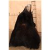 Image 6 : "Roaring" BLACK BEAR Shoulder Mount