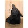 Image 7 : "Roaring" BLACK BEAR Shoulder Mount