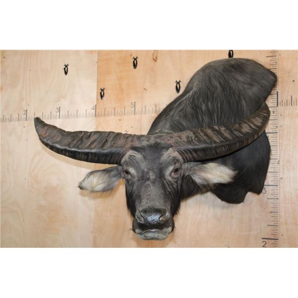 Massive XXL WATER BUFFALO Wall Pedestal Mount