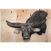 Image 1 : Massive XXL WATER BUFFALO Wall Pedestal Mount