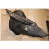 Image 3 : Massive XXL WATER BUFFALO Wall Pedestal Mount