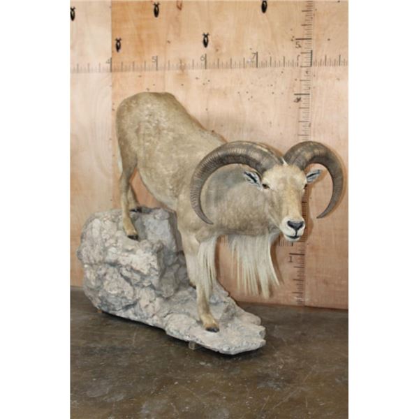 XL Life-sized AOUDAD on a Rocky Base with Wheels