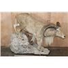 Image 2 : XL Life-sized AOUDAD on a Rocky Base with Wheels
