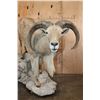 Image 3 : XL Life-sized AOUDAD on a Rocky Base with Wheels