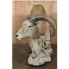 Image 4 : XL Life-sized AOUDAD on a Rocky Base with Wheels