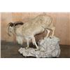 Image 5 : XL Life-sized AOUDAD on a Rocky Base with Wheels