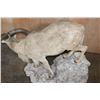Image 6 : XL Life-sized AOUDAD on a Rocky Base with Wheels