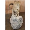 Image 7 : XL Life-sized AOUDAD on a Rocky Base with Wheels