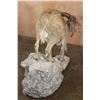 Image 8 : XL Life-sized AOUDAD on a Rocky Base with Wheels