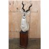 Image 1 : XXL LESSER KUDU Pedestal Mount