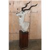 Image 3 : XXL LESSER KUDU Pedestal Mount