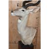 Image 4 : XXL LESSER KUDU Pedestal Mount