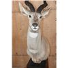 Image 5 : XXL LESSER KUDU Pedestal Mount