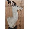 Image 6 : XXL LESSER KUDU Pedestal Mount
