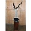 Image 7 : XXL LESSER KUDU Pedestal Mount